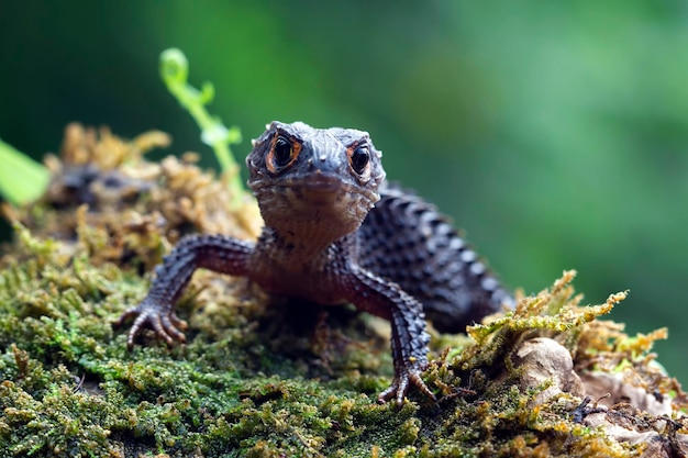 Premium Photo | Crocodile skink sunbathing on moss crocodile skink closeup