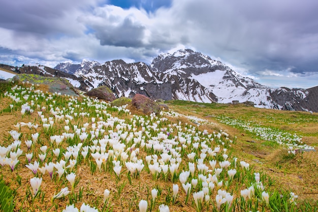 山で雪が溶ける春にクロッカスが咲く プレミアム写真