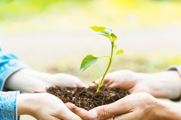 Free Photo | Crop hands carrying soil and seedling