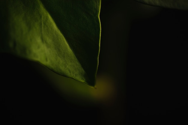 Free Photo | Crop leaf on dark background