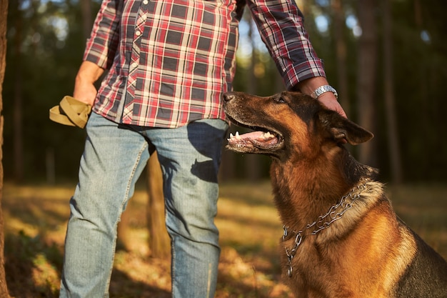 Premium Photo Cropped Photo Of A German Shepherd Dog Getting Head Rubs From Its Owner