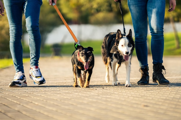 Premium Photo | Cropped photo of two tired dogs on a leash walking with ...