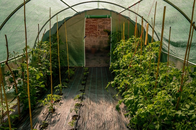 Crops growing in the greenhouse next to wooden sticks Free Photo