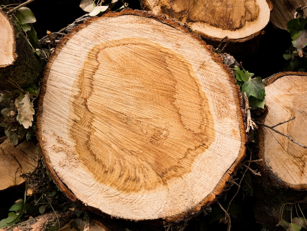 Premium Photo | Cross section of a tree