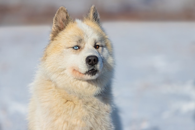 雑種のハスキー犬とコーカサス地方の羊飼いの犬 マルチカラーの目をした子犬 動物における異色症 犬の肖像画 プレミアム写真