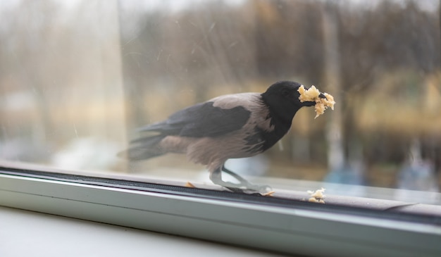 カラスは口を埋めるパンを食べる プレミアム写真