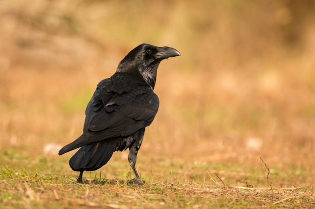 crow-nature_58409-5590.jpg