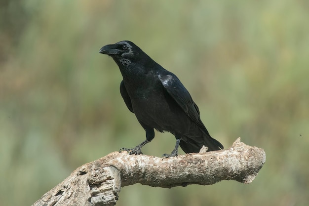 Premium Photo | Crow perched on a branch