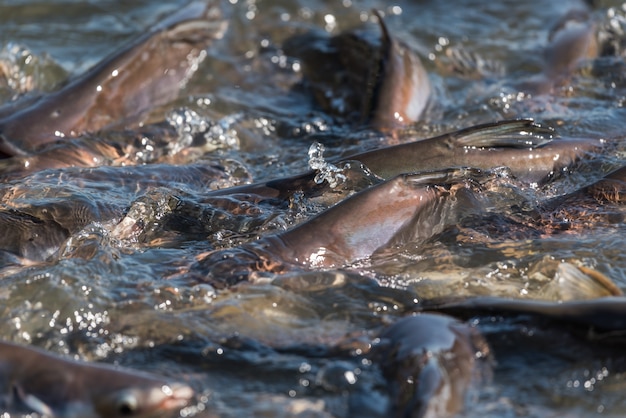 Premium Photo | Crowd of many freshwater fish hungry such as catfish ...