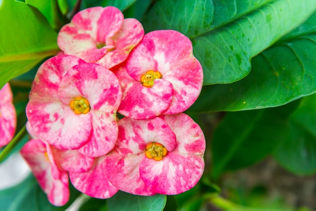 Premium Photo | Crown of thorns flowers : euphorbia milli desmoul, flower