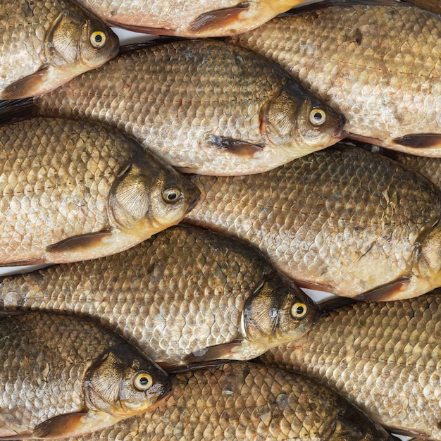 Premium Photo | Crucian carp close-up