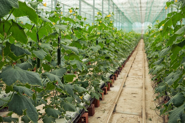 Free Photo | Cucumber plants growing in a greenhouse with narrow road ...