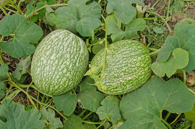 Premium Photo | Cucurbita ficifolia growing.