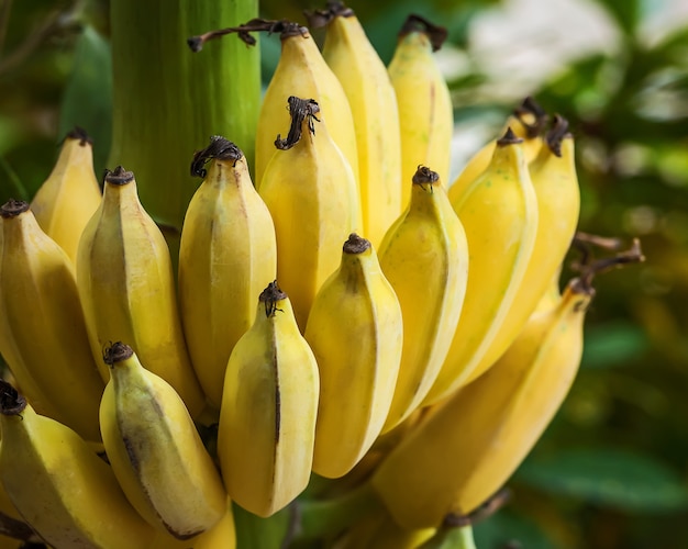 Cultivated banana real nature. Photo | Premium Download