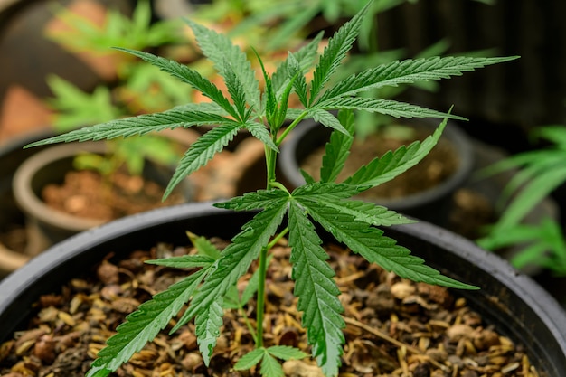 Скачать выращивание марихуаны семена конопли с доставкой в москве