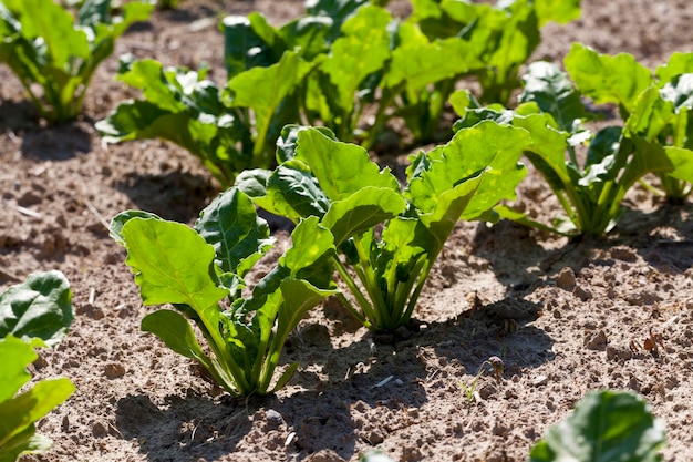 Premium Photo | Cultivation of sugar beet for the production and ...