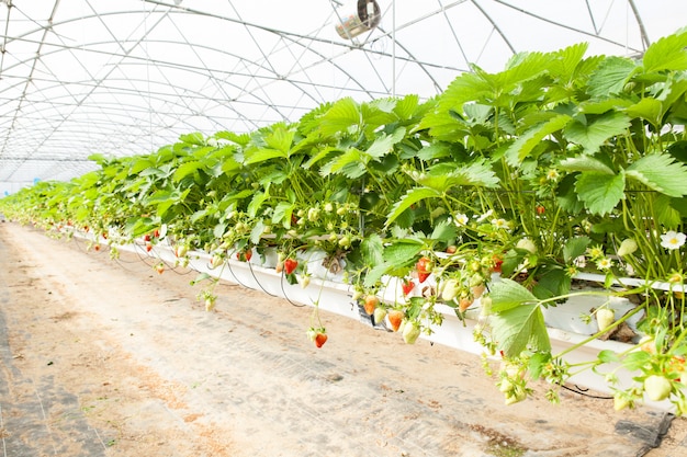 Premium Photo | Culture in a greenhouse strawberry and strawberries