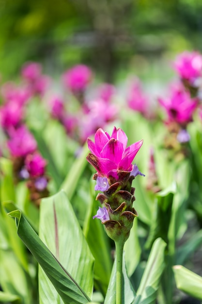 Premium Photo | Curcuma zanthorrhiza