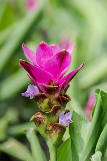 Premium Photo | Curcuma zanthorrhiza