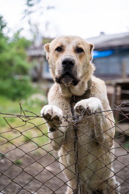 好奇心が強い犬は庭のフェンスを見渡せます プレミアム写真