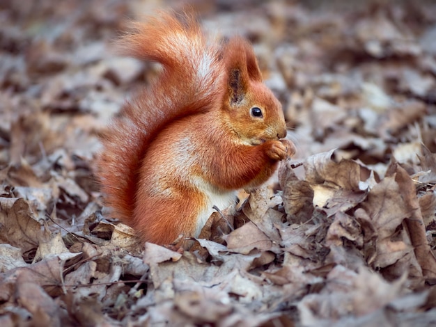 Premium Photo | Curious european squirrel.