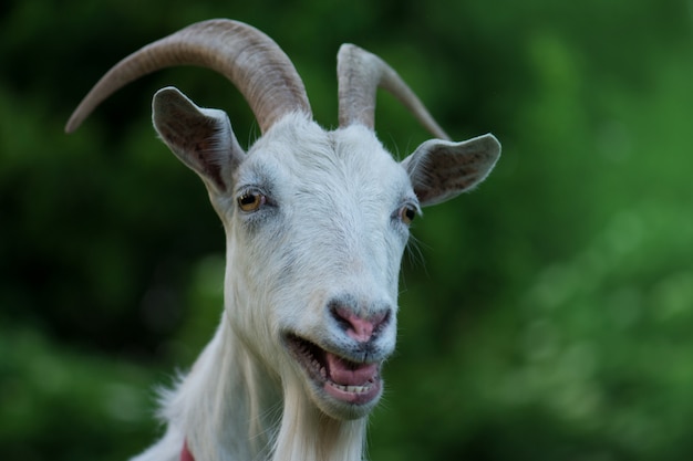 好奇心が強い幸せなヤギ 面白い愚かな見ているヤギ プレミアム写真