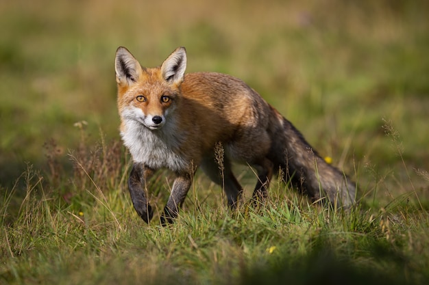 Premium Photo | Curious red fox approaching on meadow in summer at sunrise