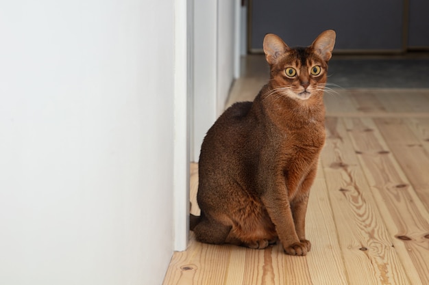 アパートの床に座っているかわいいアビシニアンの成猫 ペットは美しくて遊び心があります プレミアム写真