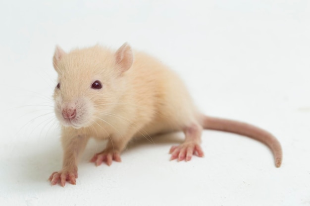 Premium Photo | Cute albino rat isolated on a white background