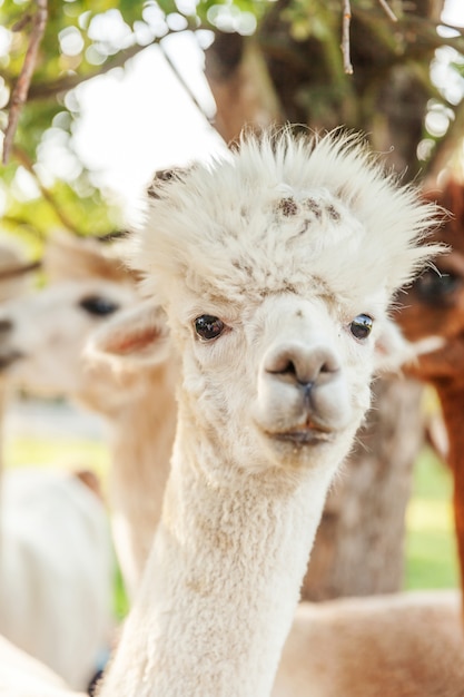 Premium Photo Cute Alpaca With Funny Face Relaxing On Ranch In Summer Day Domestic Alpacas Grazing On Pasture In Natural Eco Farm Countryside Animal Care And Ecological Farming Concept