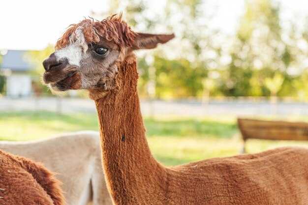 Premium Photo Cute Alpaca With Funny Face Relaxing On Ranch In Summer Day Domestic Alpacas Grazing On Pasture In Natural Eco Farm Countryside Animal Care And Ecological Farming Concept