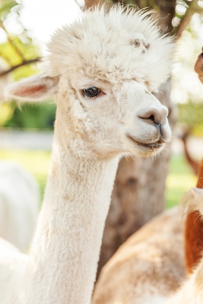 Premium Photo Cute Alpaca With Funny Face Relaxing On Ranch In Summer Day Domestic Alpacas Grazing On Pasture In Natural Eco Farm Countryside Animal Care And Ecological Farming Concept