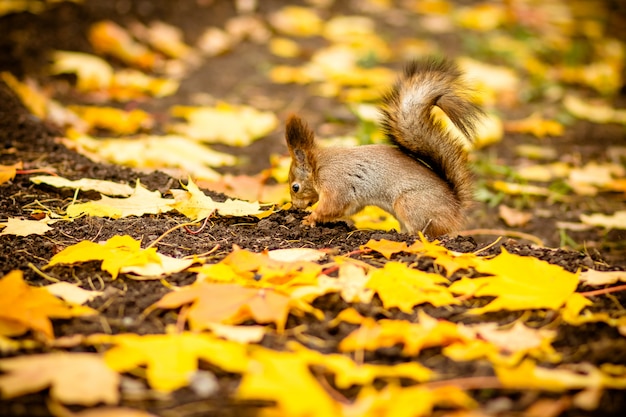 秋のシーンで栗を食べているかわいいとお腹が空いたリス 秋のリス 落ち葉のある黄色い公園 プレミアム写真