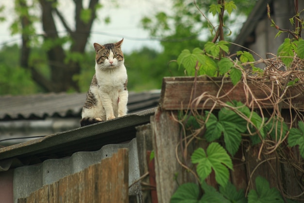 Коты В Деревне Фото