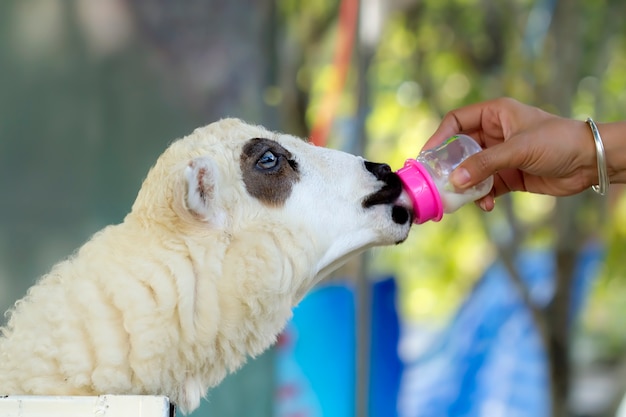 かわいい動物の世界 農場で面白い羊 プレミアム写真