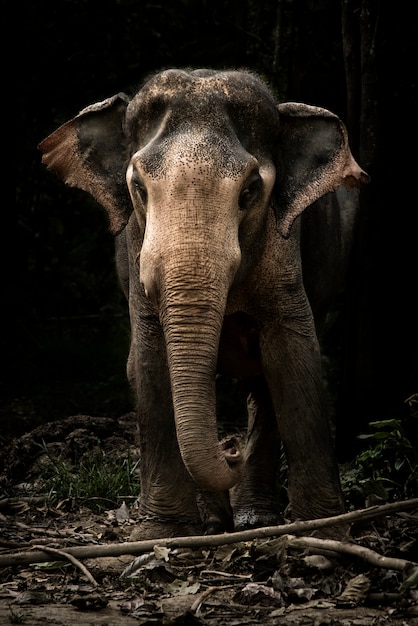 カンチャナブリ タイでこの肖像画の画像でかわいい赤ちゃんアジア象の子牛 プレミアム写真