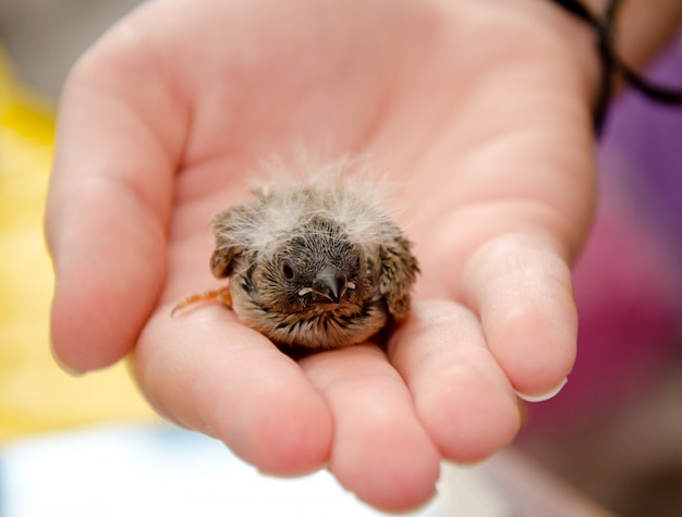 人間の手でかわいい赤ちゃん鳥 ゼブラフィンチ 赤ちゃん鳥の頭にセレクティブフォーカスを持つ浅い被写し界深度 プレミアム写真