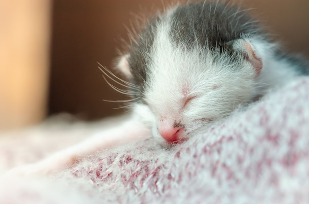 Premium Photo Cute Baby Cat Sleeping On Synthetic Fiber