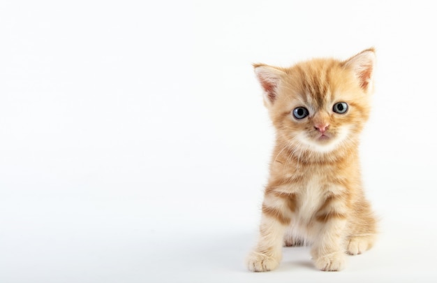 Premium Photo Cute Baby Cat On White Background