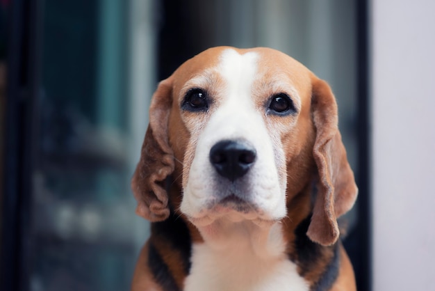 横になっているかわいいビーグル犬の肖像画 プレミアム写真