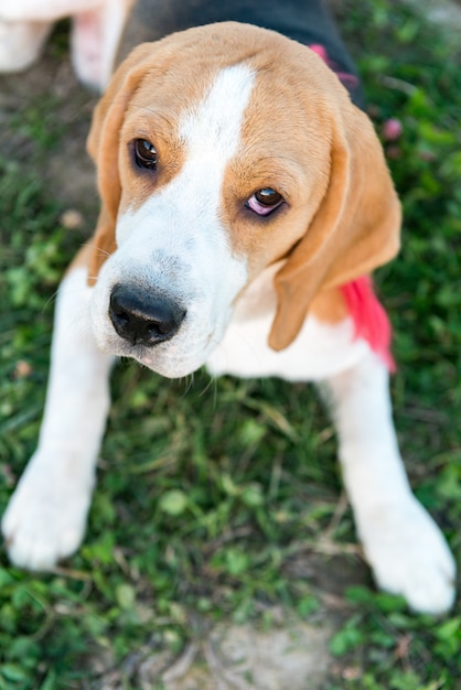 Free Photo | Cute beagle portrait