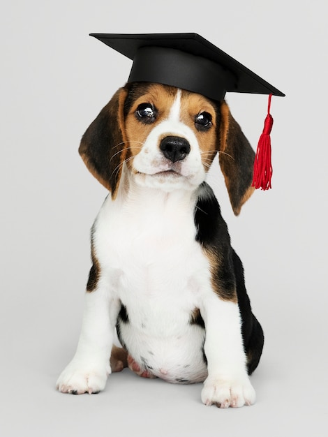 graduation puppy plush