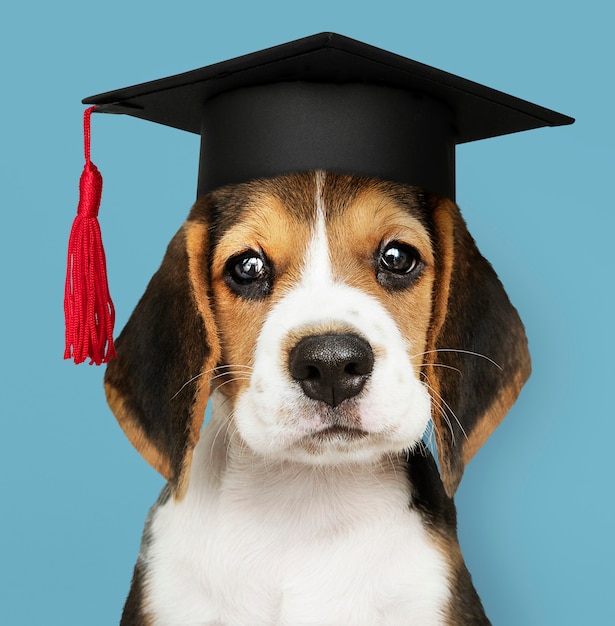 graduation puppy plush