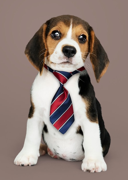 無料の写真 赤青と白のストライプのネクタイでかわいいビーグル子犬