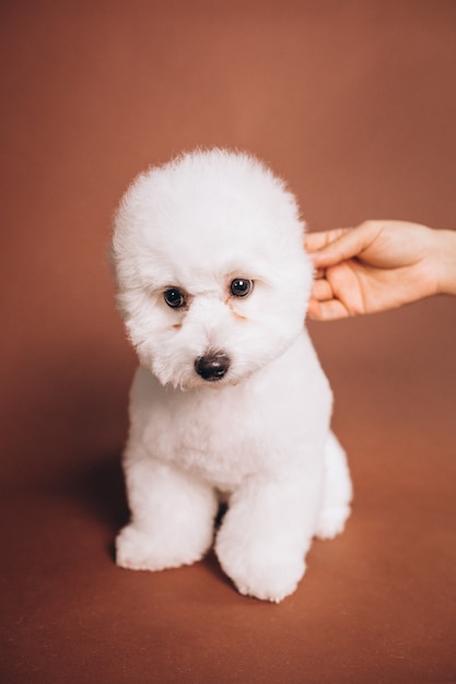 スタジオでポーズをとるかわいいビションフリーゼの子犬 無料の写真
