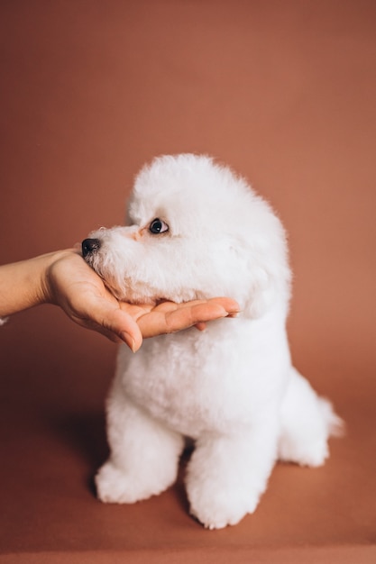 Cute bichon frise puppy posing in studio Free Photo