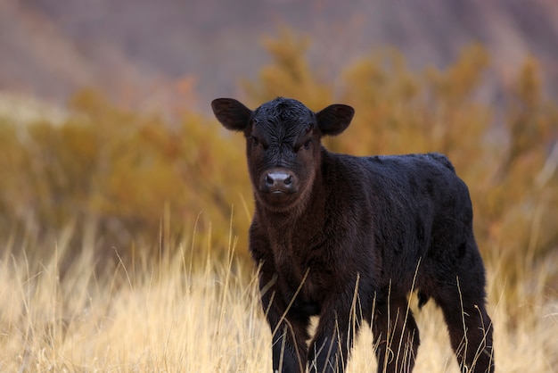 Cute black angus calf on ranch | Premium Photo