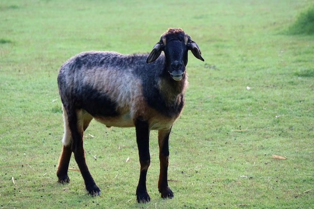 Premium Photo | A cute black and brown sheep standing on green grass at ...