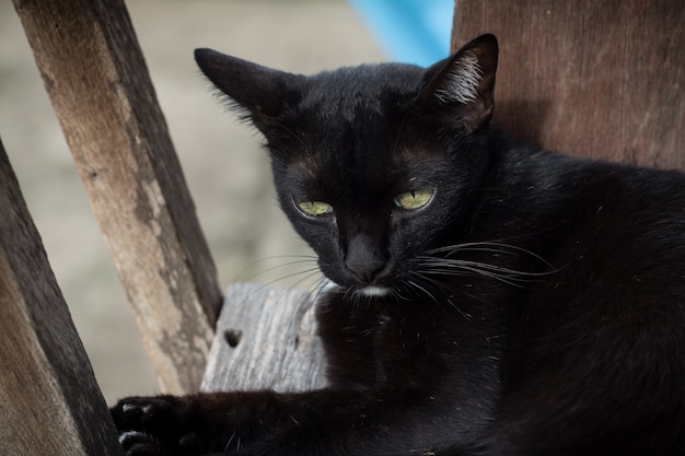 Premium Photo Cute Black Cat Is Looking Up