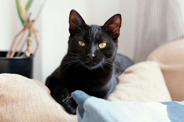 ソファの上に横たわっているかわいい黒猫 プレミアム写真